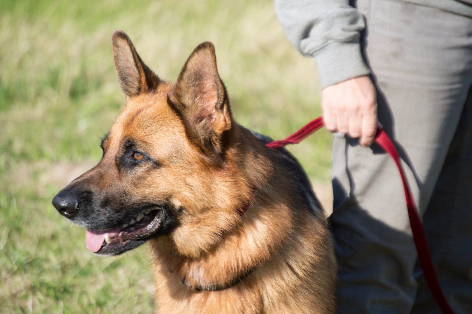 contact-service-dog-training-muskoseepi-service-dogs